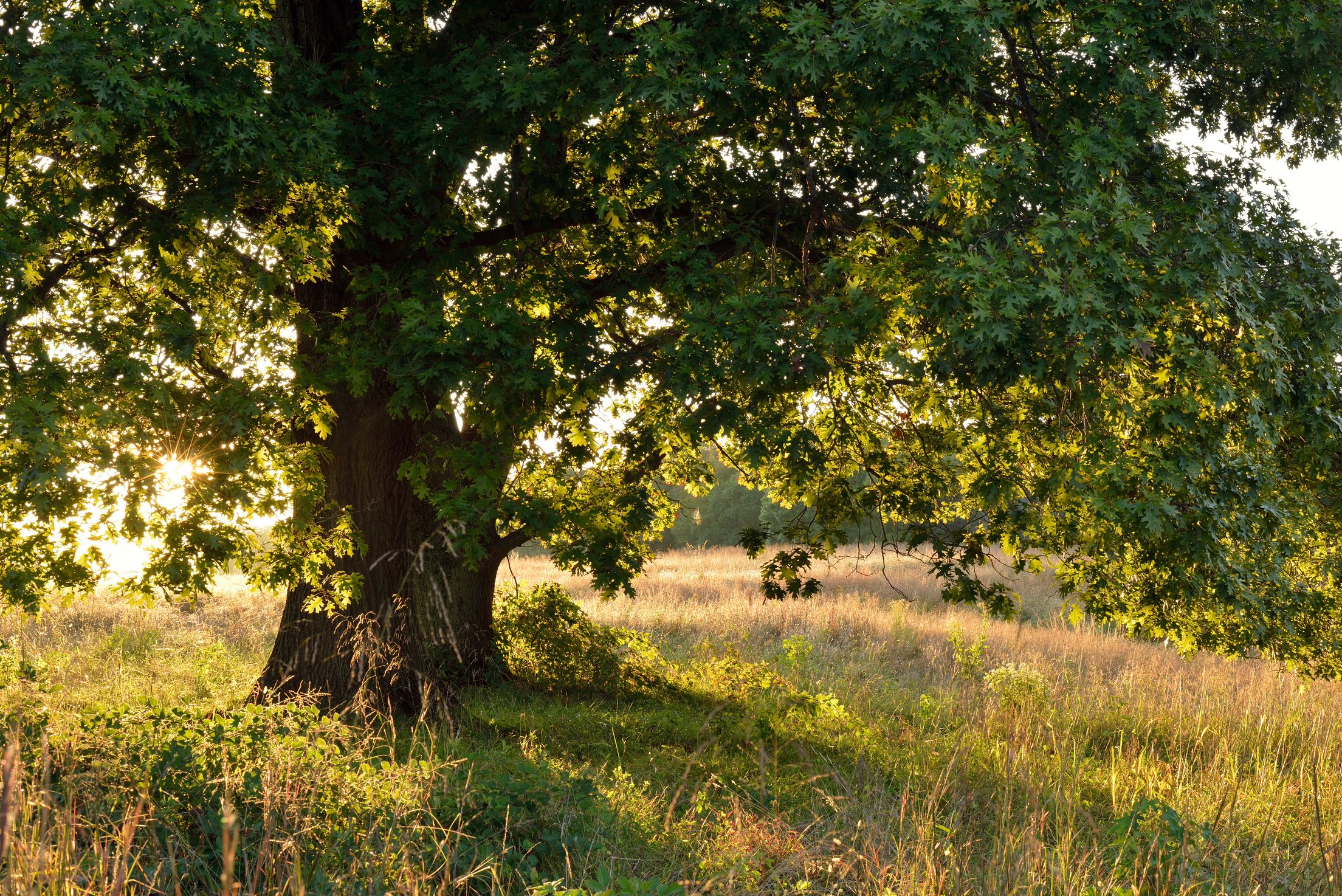 Oak Tree